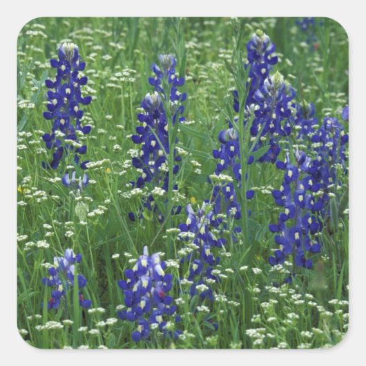 Texas, See Buchanan. Texas Bluebonnet und Wild Quadratischer Aufkleber (Vorderseite)