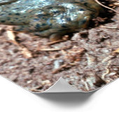 Texas-Spinndrüse Weichschildkröte Poster (Ecke)