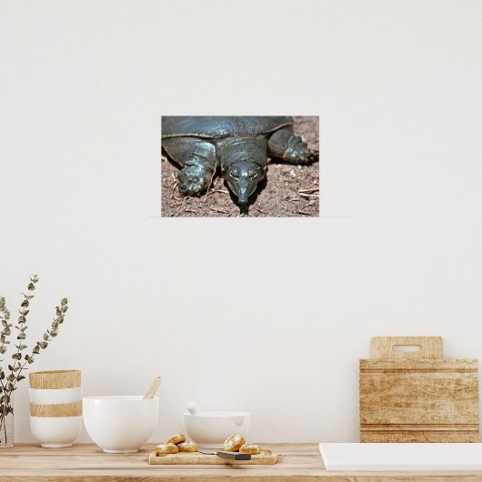 Texas-Spinndrüse Weichschildkröte Poster (Küche)
