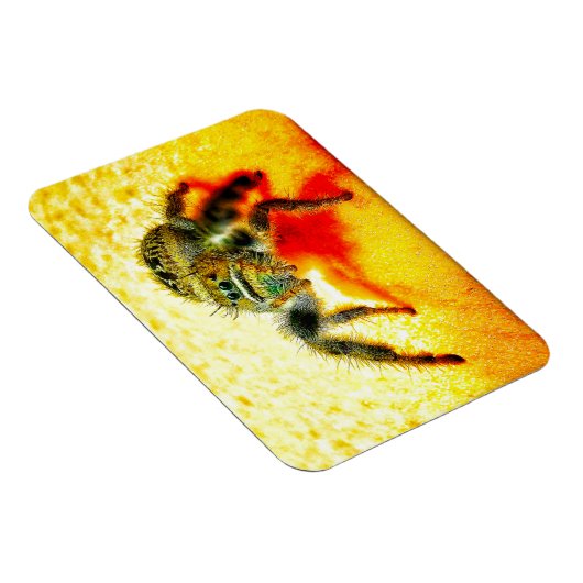 Texas Springspinne Magnet (Rechte Seite)