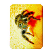 Texas Springspinne Magnet (Vertikal)