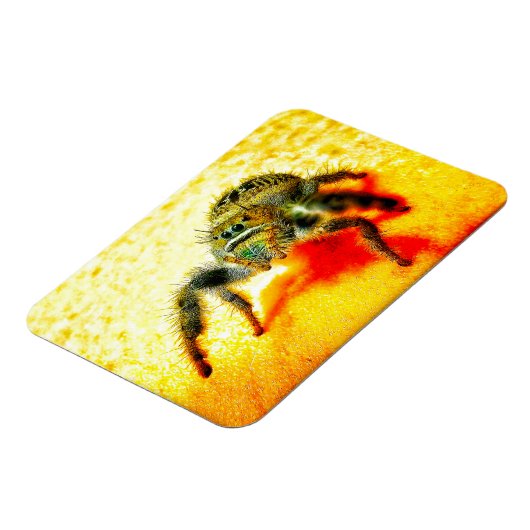 Texas Springspinne Magnet (Linke Seite)