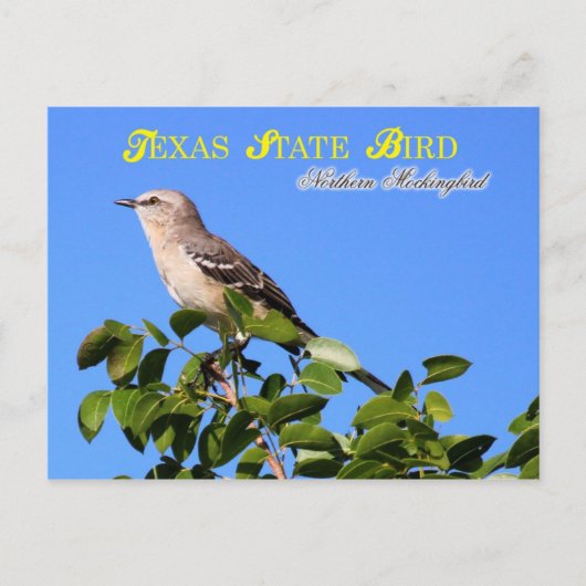 Texas Staat Bird - Northern Mockingbird Postkarte (Vorderseite)