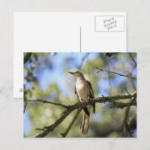 Texas Staat Bird Post Card Postkarte (Vorne/Hinten)