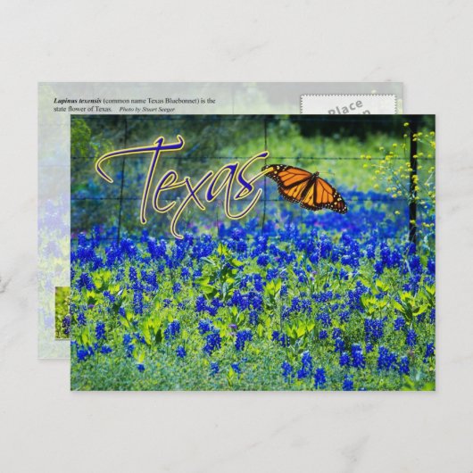 Texas Staat Blume - Bluebonnets Postkarte (Vorne/Hinten)