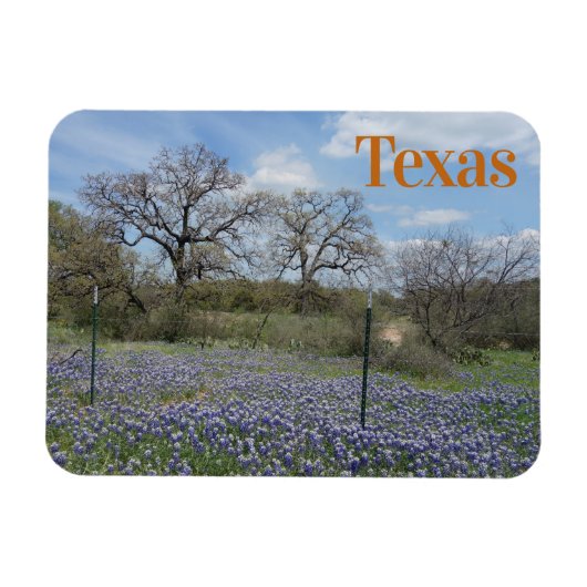 Texas Staat Blumen Bluebonnets Magnet (Horizontal)