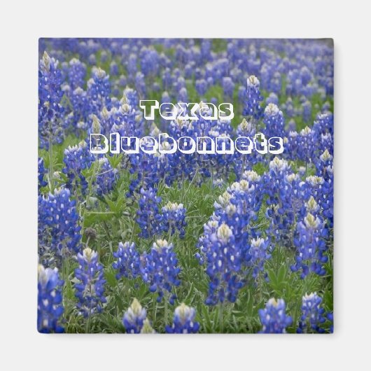Texas Staat Blumen Bluebonnets Magnet (Vorne)