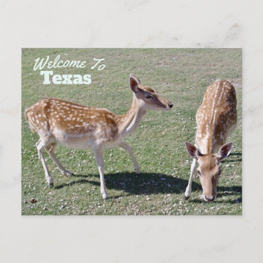 Texas Staat Postkarte (Vorderseite)
