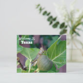 Texas Staat Postkarte (Stehend Vorderseite)
