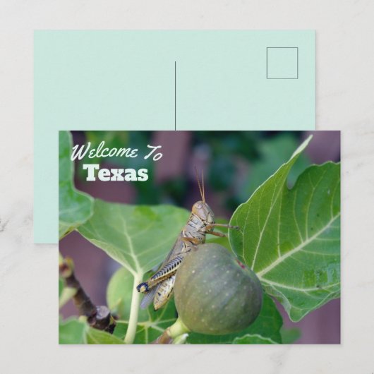 Texas Staat Postkarte (Vorne/Hinten)
