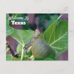Texas Staat Postkarte