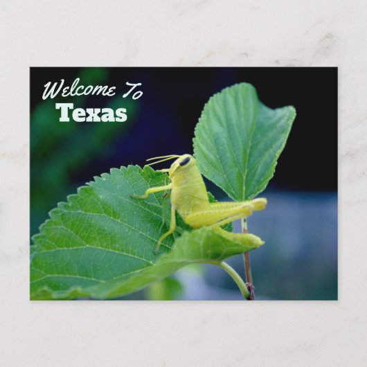 Texas Staat Postkarte (Vorderseite)