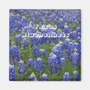 Texas-Staats-Blumebluebonnets-Magnet Magnet