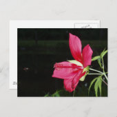 Texas Star Hibiskus Postcard Postkarte (Vorne/Hinten)