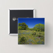 Texas, Texas Hill Country, Low bladderpod, Button (Vorne & Hinten)