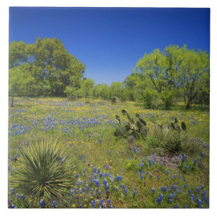 Texas, Texas Hill Country, Low bladderpod, Fliese