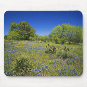 Texas, Texas Hill Country, Low bladderpod, Mousepad