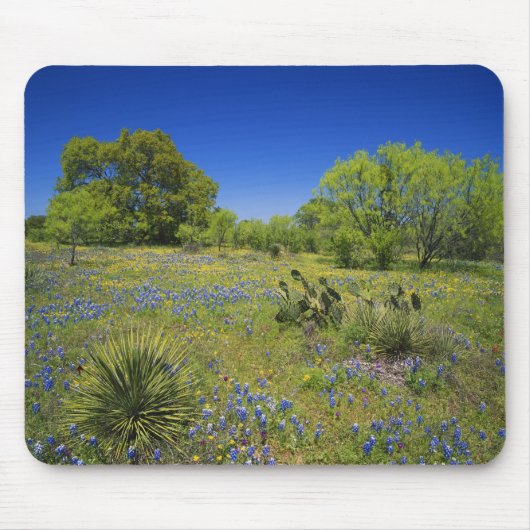 Texas, Texas Hill Country, Low bladderpod, Mousepad (Vorne)