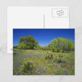 Texas, Texas Hill Country, Low Bladderpod, Postkarte (Vorne/Hinten)