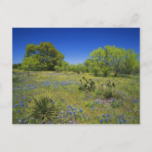 Texas, Texas Hill Country, Low Bladderpod, Postkarte
