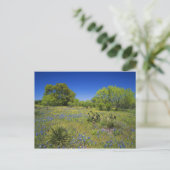 Texas, Texas Hill Country, Low Bladderpod, Postkarte (Stehend Vorderseite)