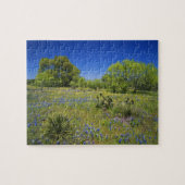 Texas, Texas Hill Country, Low bladderpod, Puzzle (Horizontal)