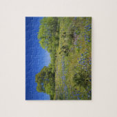 Texas, Texas Hill Country, Low bladderpod, Puzzle (Vertikal)