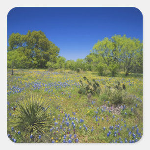 Texas, Texas Hill Country, Low Bladderpod, Quadratischer Aufkleber