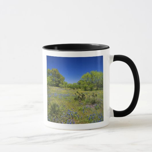 Texas, Texas Hill Country, Low bladderpod, Tasse (Rechts)