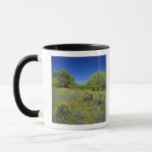 Texas, Texas Hill Country, Low bladderpod, Tasse (Links)