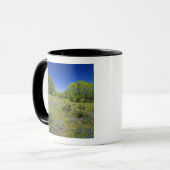 Texas, Texas Hill Country, Low bladderpod, Tasse (Vorderseite Links)