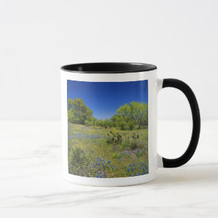 Texas, Texas Hill Country, Niedrige Bladderpod, Tasse