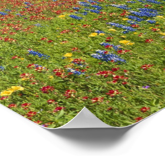 Texas, Texas Hill Country, Texas Malpinsel Poster (Ecke)