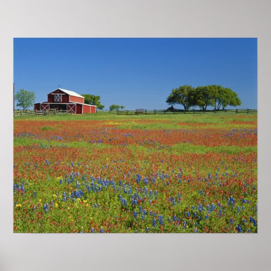Texas, Texas Hill Country, Texas Malpinsel Poster (Vorne)