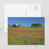 Texas, Texas Hill Country, Texas Malpinsel Postkarte (Vorne/Hinten)