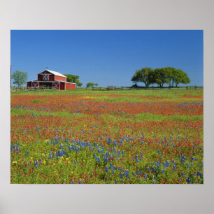 Texas, Texas Hill Country, Texas-Malvenblume Poster