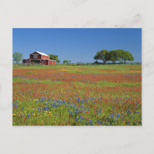 Texas, Texas Hill Country, Texas-Malvenblume Postkarte