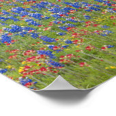 Texas, Texas Hill Country, Texas Paintbrush und Poster (Ecke)
