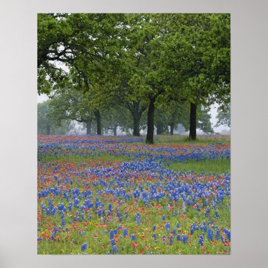 Texas, Texas Hill Country, Texas Paintbrush und Poster (Vorne)