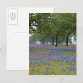 Texas, Texas Hill Country, Texas Paintbrush und Postkarte (Vorne/Hinten)
