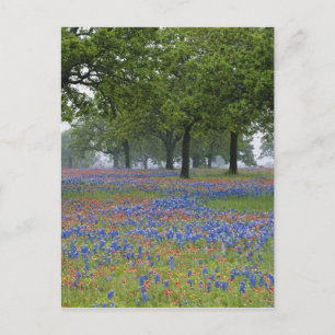 Texas, Texas Hill Country, Texas Paintbrush und Postkarte