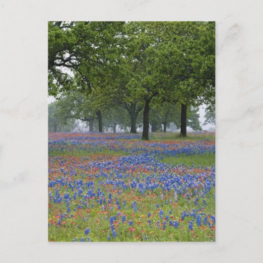 Texas, Texas Hill Country, Texas Paintbrush und Postkarte (Vorderseite)