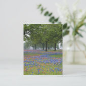 Texas, Texas Hill Country, Texas Paintbrush und Postkarte (Stehend Vorderseite)