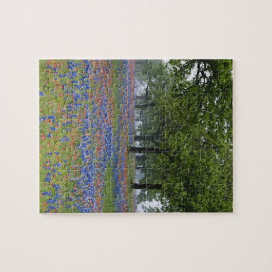 Texas, Texas Hill Country, Texas Paintbrush und Puzzle (Horizontal)
