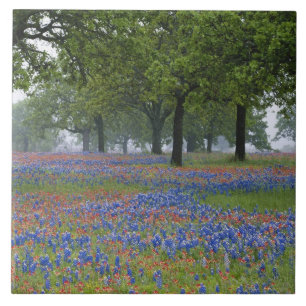 Texas, Texas Hill Country, Texas-Pinsel und Fliese