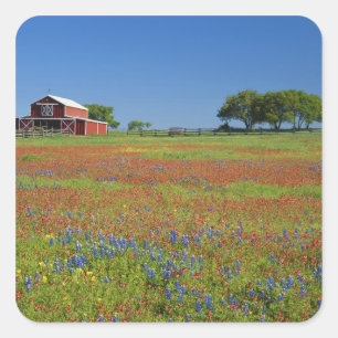 Texas, Texas Hill Country, Texas Pinselkraut Quadratischer Aufkleber