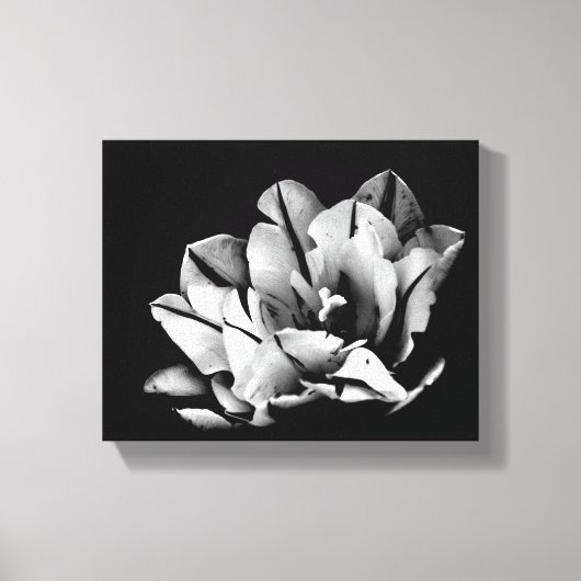 Texas Tulips Canvas Print Leinwanddruck (Vorderseite)