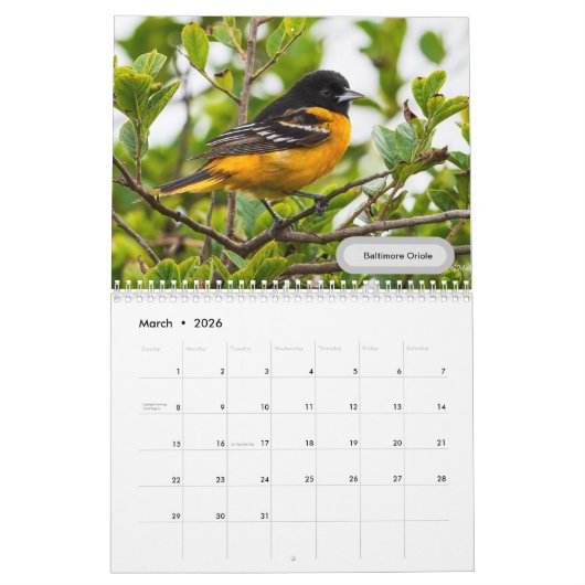 Texas-Vogelkalender 2023 Kalender (Mär 2026)