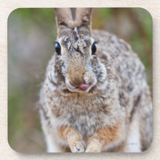 Texas-Waldkaninchenkaninchen Getränkeuntersetzer (Vorderseite)