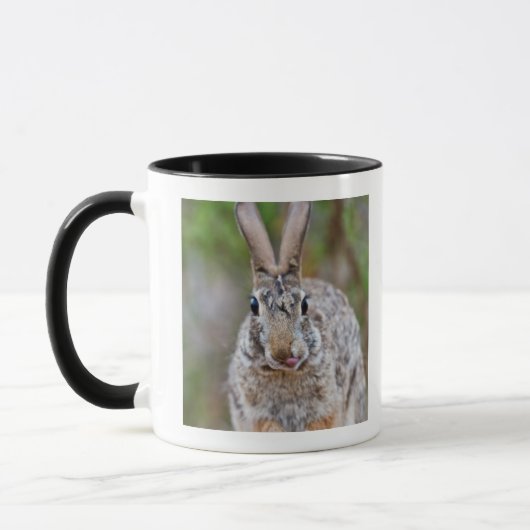 Texas-Waldkaninchenkaninchen Tasse (Links)